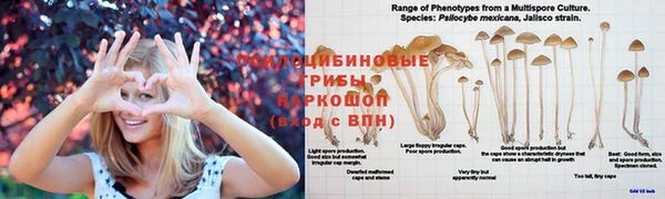 PSILOCYBIN Волоколамск